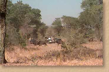 Spotting buffalo on a game drive